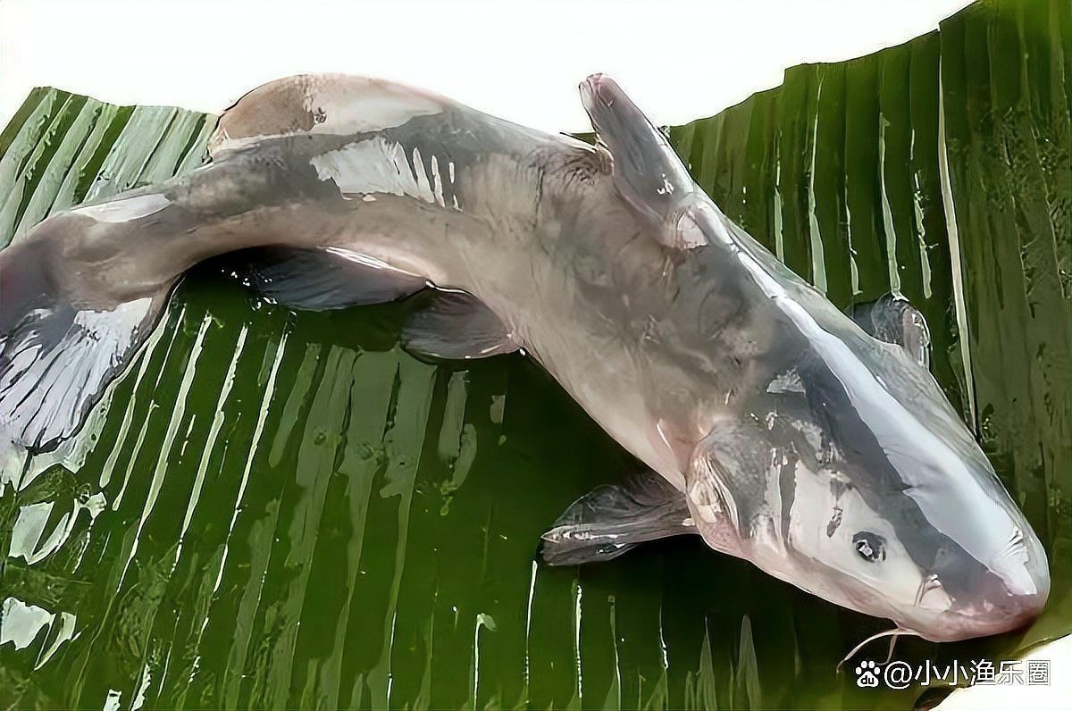 海象魚可以吃嗎,海象魚的市場價格是多少 龍魚論壇 第3張 海象魚可以吃嗎,海象魚的市場價格是多少 海象魚可以吃嗎,海象魚的市場價格是多少 龍魚論壇 第3張