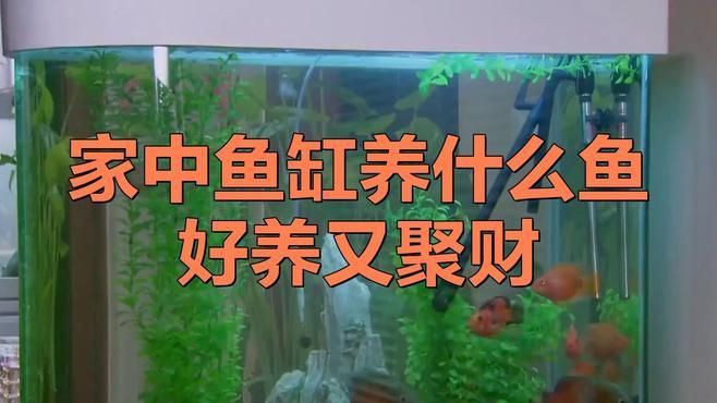 家中養(yǎng)什么魚(yú)好養(yǎng)又聚財(cái)，711,家中養(yǎng)什么魚(yú)好招財(cái)