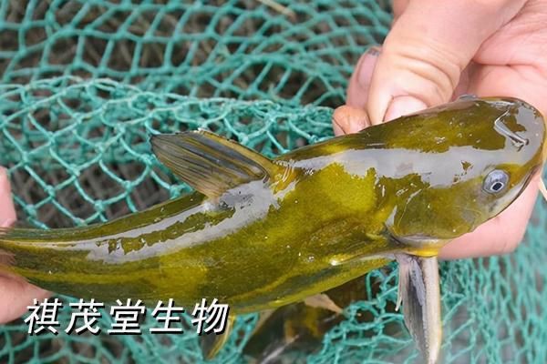 魚爛鰓病有哪些癥狀？，魚爛鰓病有什么特征