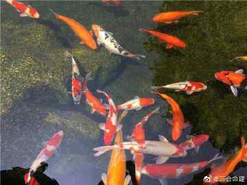 什么命家里不能放魚缸，《什么命家里不能放魚缸》在傳統風水學說與命理觀念中并非所有人皆適宜