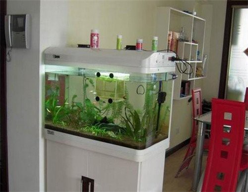 什么命家里不能放魚缸，《什么命家里不能放魚缸》在傳統風水學說與命理觀念中并非所有人皆適宜