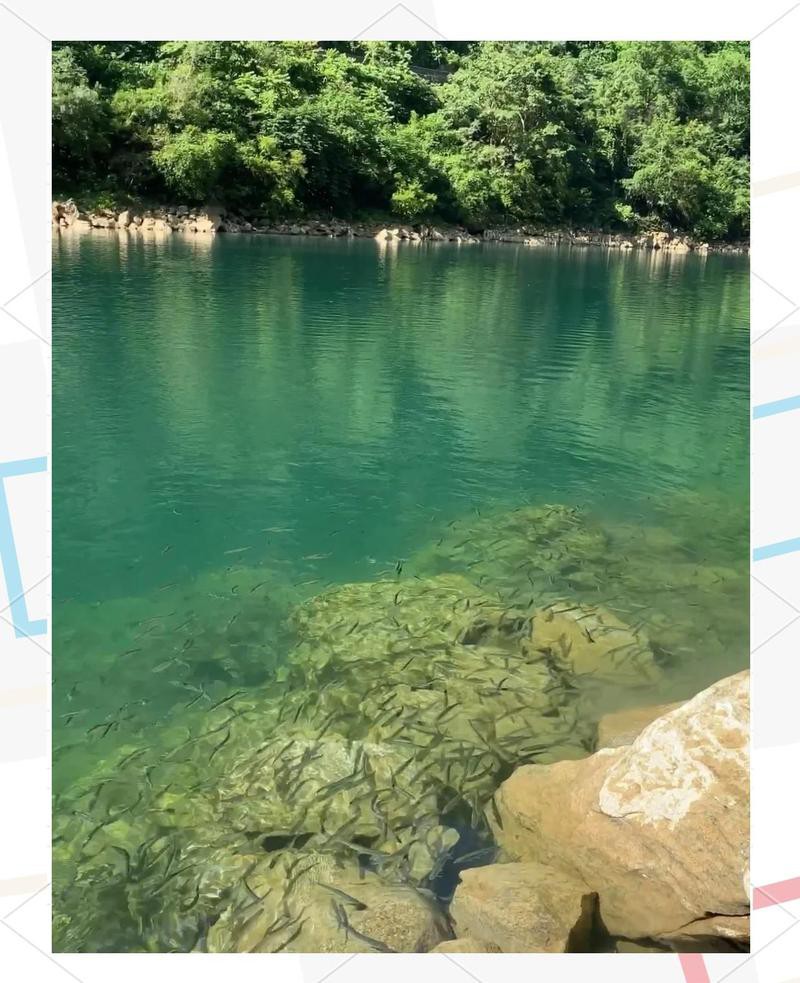 天峨水族店，廣西天峨水族店