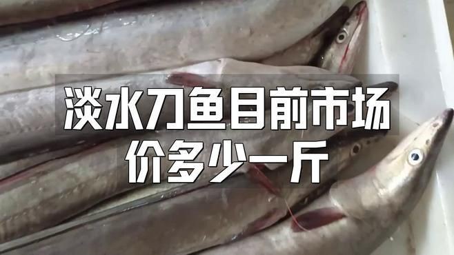 毛刀魚市場價(jià)多少，毛刀魚價(jià)格波動(dòng)反映了區(qū)域供需關(guān)系與品質(zhì)分級(jí)市場特征