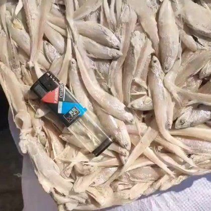 毛刀魚市場價(jià)多少，毛刀魚價(jià)格波動(dòng)反映了區(qū)域供需關(guān)系與品質(zhì)分級(jí)市場特征