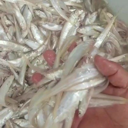 毛刀魚市場價(jià)多少，毛刀魚價(jià)格波動(dòng)反映了區(qū)域供需關(guān)系與品質(zhì)分級(jí)市場特征