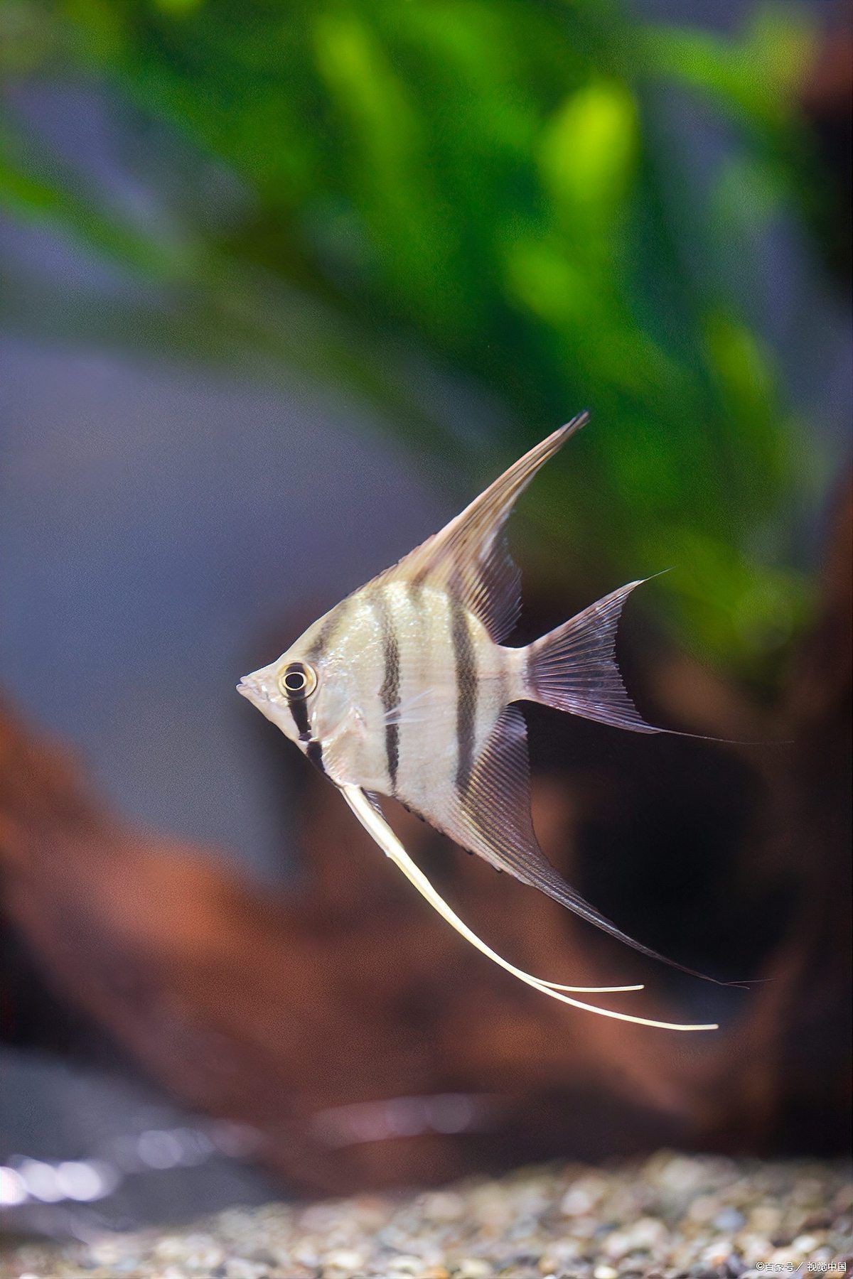 世界十大觀賞魚(yú)排名，世界十大最受歡迎的觀賞魚(yú)，你喜歡哪種