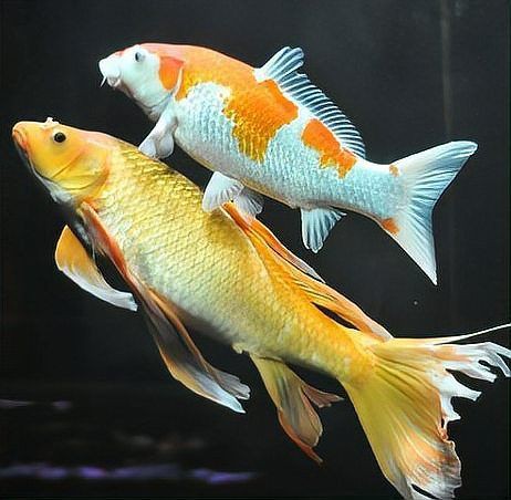 世界十大觀賞魚(yú)排名，世界十大最受歡迎的觀賞魚(yú)，你喜歡哪種