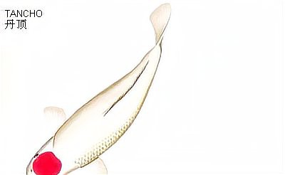 丹頂錦鯉哪種是珍品，丹頂錦鯉品鑒指南寵物喂養問答33部丹頂幼鯉獲金獎