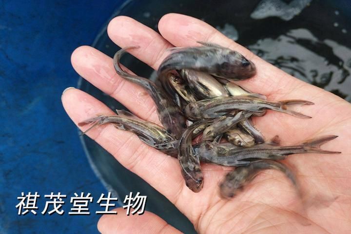 魚類常見細菌性疾病，牧場物語新說“四大家魚”常見疾病及其防治方法