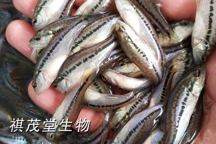 魚類常見細菌性疾病，牧場物語新說“四大家魚”常見疾病及其防治方法