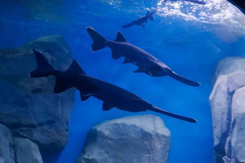 <strong><mark>天全</mark></strong>水族店，親子游必去的漁你同鱘水族館