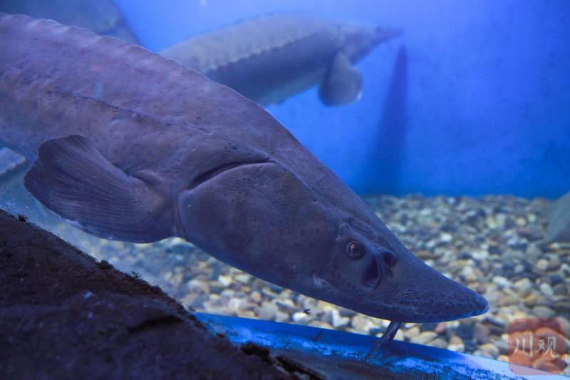 天全水族店，親子游必去的漁你同鱘水族館