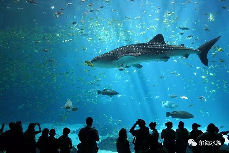 世界水族館排名，世界最大的水族館排名