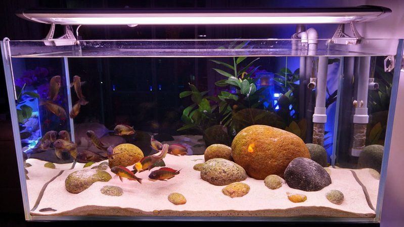 紅彩虹蝴蝶魚,紅彩虹蝴蝶魚是一種極具觀賞價值的觀賞價值的熱帶魚 龍魚論壇 第4張 紅彩虹蝴蝶魚,紅彩虹蝴蝶魚是一種極具觀賞價值的觀賞價值的熱帶魚 紅彩虹蝴蝶魚,紅彩虹蝴蝶魚是一種極具觀賞價值的觀賞價值的熱帶魚 龍魚論壇 第4張