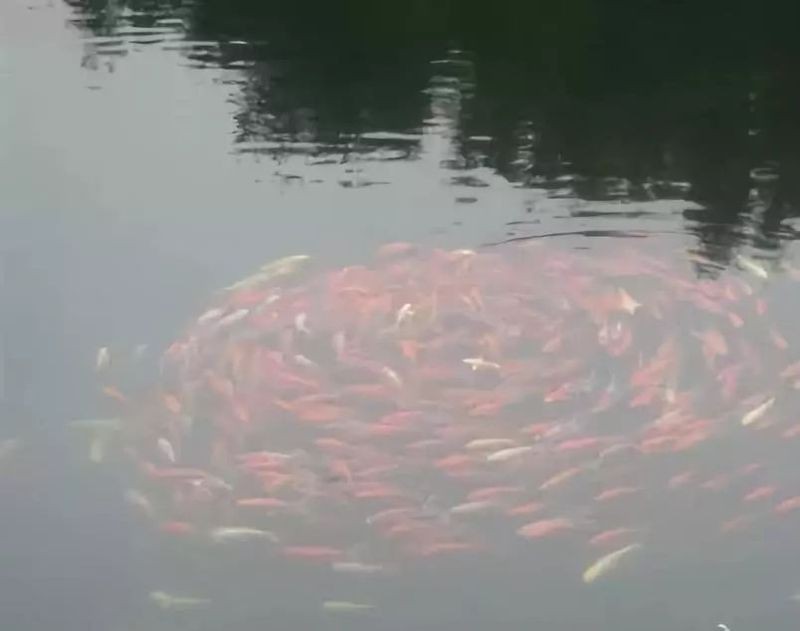 佛與魚的圖片大全，“佛與魚的圖片大全”