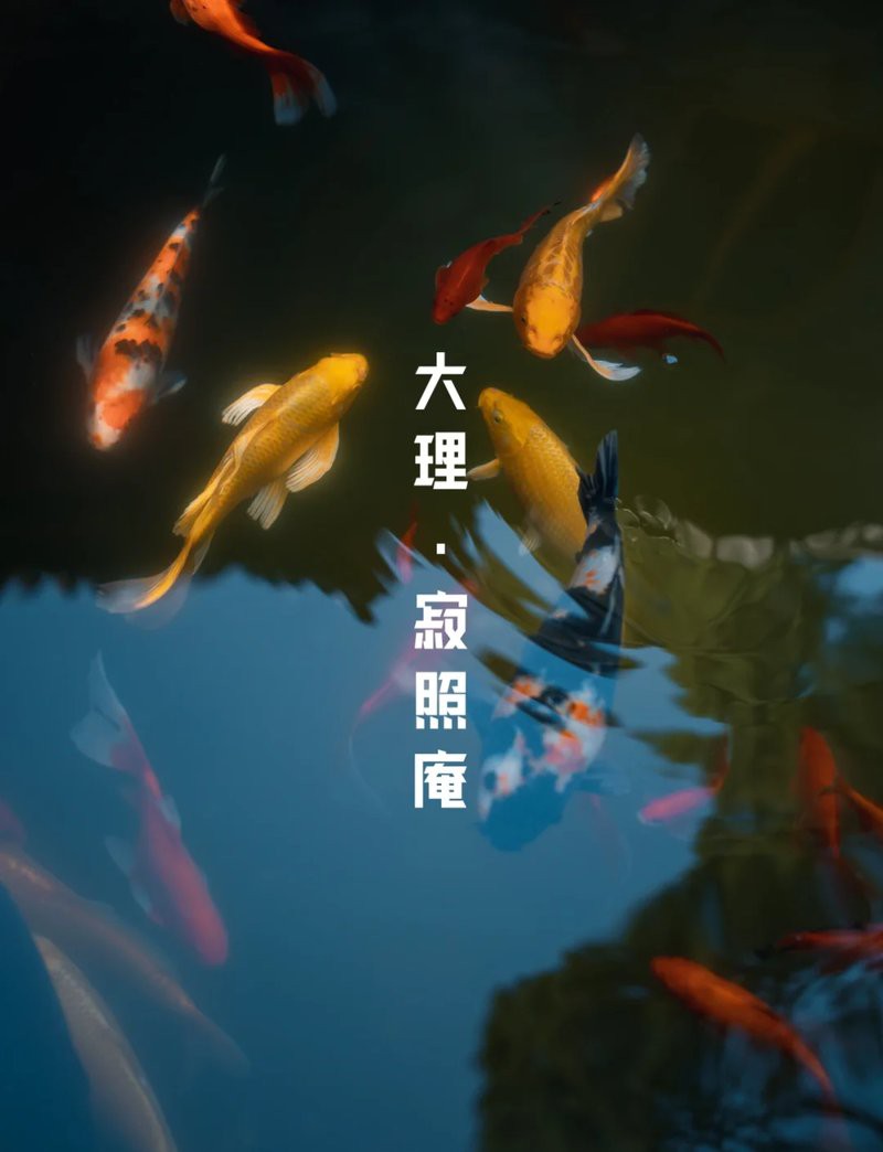 佛與魚的圖片大全，“佛與魚的圖片大全”