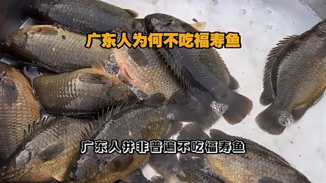 廣東的福壽魚是什么魚，廣東人不吃羅非魚是真的嗎廣東人不吃羅非魚是真的嗎