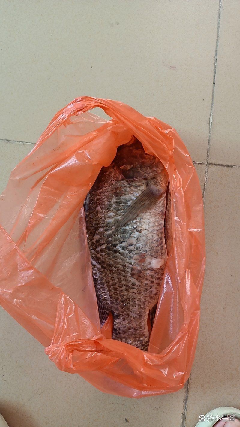 廣東的福壽魚是什么魚，廣東人不吃羅非魚是真的嗎廣東人不吃羅非魚是真的嗎