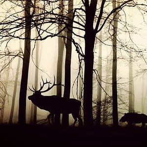 廣東的福壽魚是什么魚，廣東人不吃羅非魚是真的嗎廣東人不吃羅非魚是真的嗎