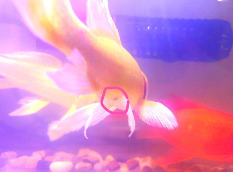 魚虱寄生蟲，養(yǎng)殖魚虱的注意事項