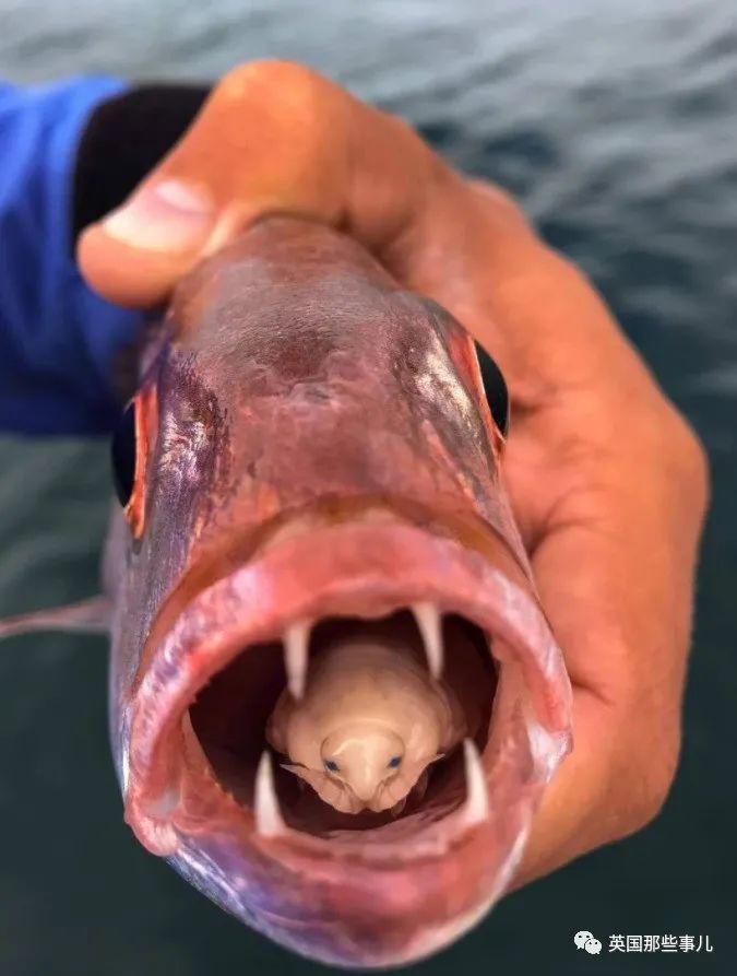 魚虱寄生蟲，養(yǎng)殖魚虱的注意事項