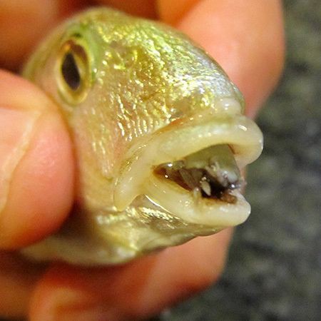 魚虱寄生蟲，養殖魚虱的注意事項