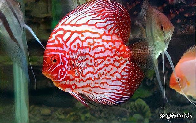 玫瑰丹魚(yú)會(huì)攻擊魚(yú)類嗎，玫瑰丹魚(yú)的養(yǎng)護(hù)要點(diǎn)