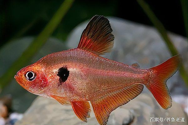 玫瑰丹魚(yú)會(huì)攻擊魚(yú)類嗎，玫瑰丹魚(yú)的養(yǎng)護(hù)要點(diǎn)