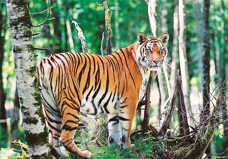 全球一共有多少只老虎，全球老虎數據顯示全球野生老虎數量約4500只，中國有約7