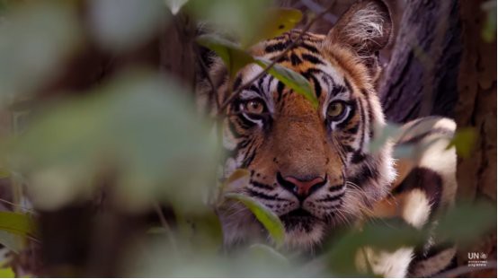 全球一共有多少只老虎，全球老虎數據顯示全球野生老虎數量約4500只，中國有約7