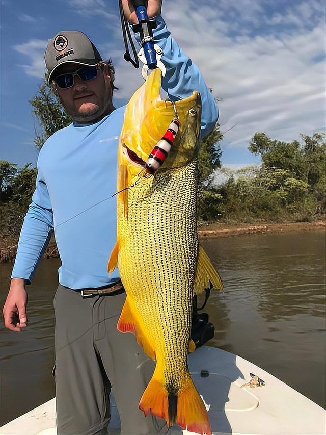 河虎魚多少錢，京東河虎魚市場價格綜合分析河虎魚市場價格分析