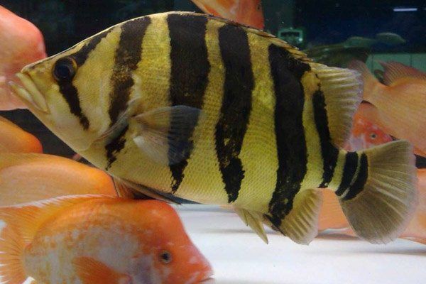 河虎魚多少錢，京東河虎魚市場價格綜合分析河虎魚市場價格分析