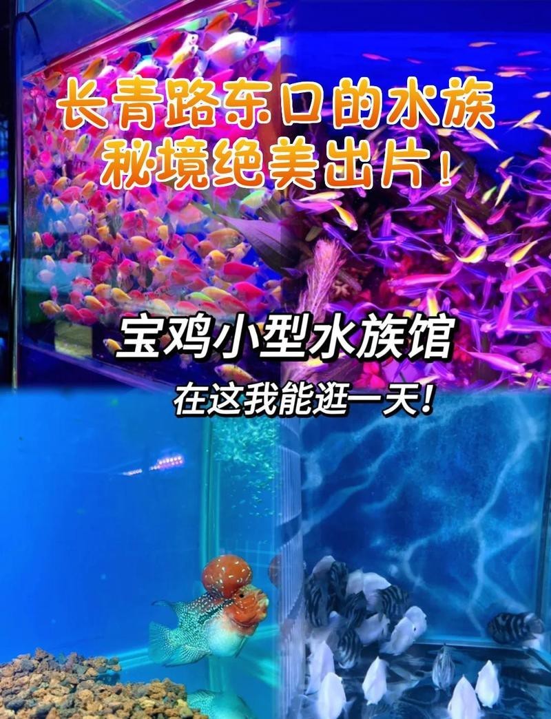 夾江水族店，樂山夾江縣水世界水族館愛企查夾江縣楊洋水族經營部為何注銷