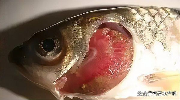 如何預防和治療寄生蟲性爛鰓病？，寄生蟲性爛鰓病如何防治