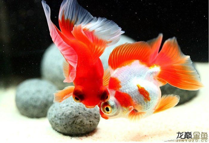魚蒙眼病會傳染別的魚嗎，觀賞魚蒙眼病傳染性及全面防治