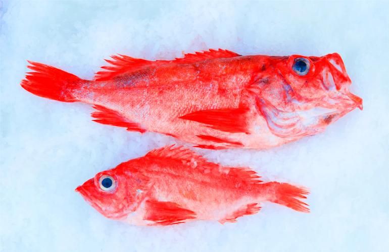 紅魚(yú)圖片大全大圖，加拿大紅魚(yú)圖片大全大圖生成的摘要：美國(guó)紅魚(yú)（擬石首魚(yú)）