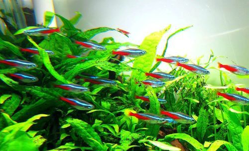 紅魚(yú)圖片大全大圖，加拿大紅魚(yú)圖片大全大圖生成的摘要：美國(guó)紅魚(yú)（擬石首魚(yú)）