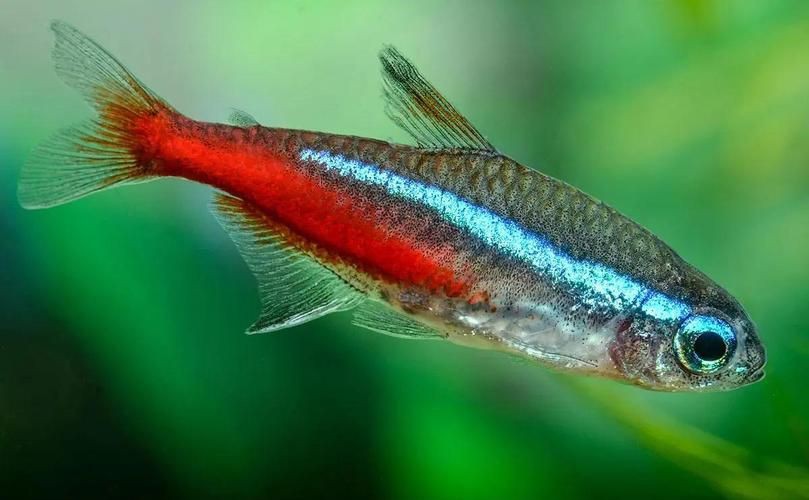 紅魚(yú)圖片大全大圖，加拿大紅魚(yú)圖片大全大圖生成的摘要：美國(guó)紅魚(yú)（擬石首魚(yú)）