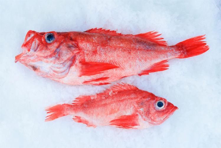 紅魚(yú)圖片大全大圖，加拿大紅魚(yú)圖片大全大圖生成的摘要：美國(guó)紅魚(yú)（擬石首魚(yú)）