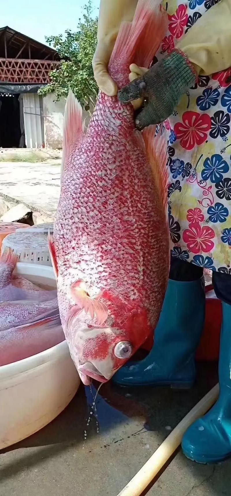 紅魚(yú)圖片大全大圖，加拿大紅魚(yú)圖片大全大圖生成的摘要：美國(guó)紅魚(yú)（擬石首魚(yú)）