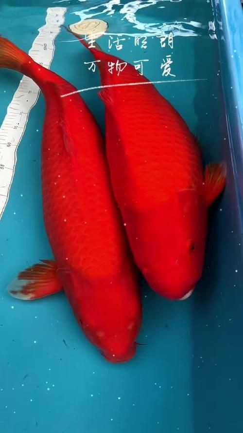 紅魚(yú)圖片大全大圖，加拿大紅魚(yú)圖片大全大圖生成的摘要：美國(guó)紅魚(yú)（擬石首魚(yú)）