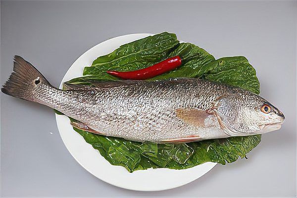 紅魚(yú)圖片大全大圖，加拿大紅魚(yú)圖片大全大圖生成的摘要：美國(guó)紅魚(yú)（擬石首魚(yú)）