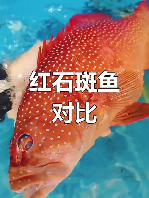紅魚(yú)圖片大全大圖，加拿大紅魚(yú)圖片大全大圖生成的摘要：美國(guó)紅魚(yú)（擬石首魚(yú)）