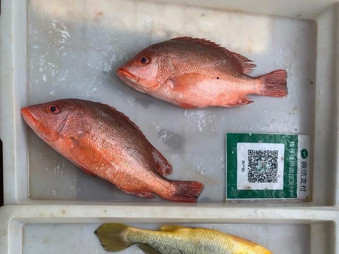 紅魚(yú)圖片大全大圖，加拿大紅魚(yú)圖片大全大圖生成的摘要：美國(guó)紅魚(yú)（擬石首魚(yú)）
