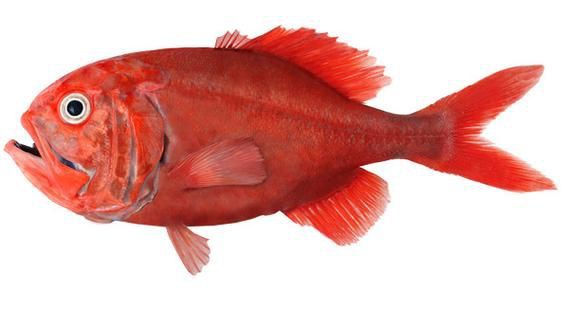 紅魚(yú)圖片大全大圖，加拿大紅魚(yú)圖片大全大圖生成的摘要：美國(guó)紅魚(yú)（擬石首魚(yú)）