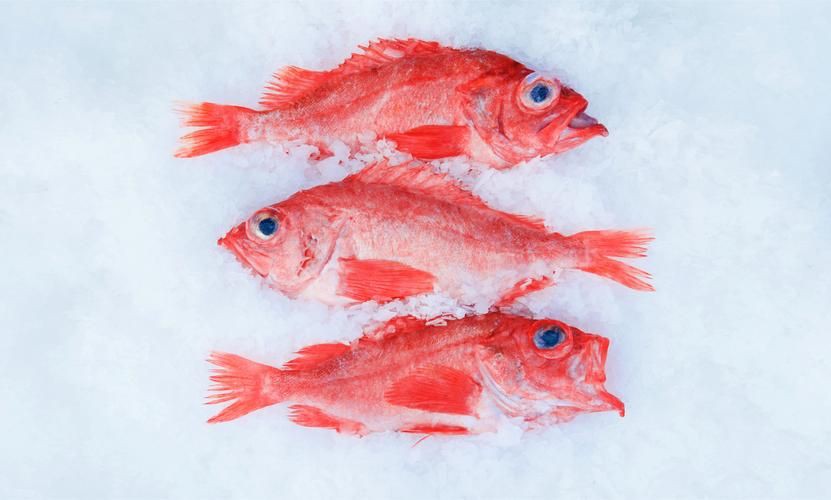 紅魚(yú)圖片大全大圖，加拿大紅魚(yú)圖片大全大圖生成的摘要：美國(guó)紅魚(yú)（擬石首魚(yú)）