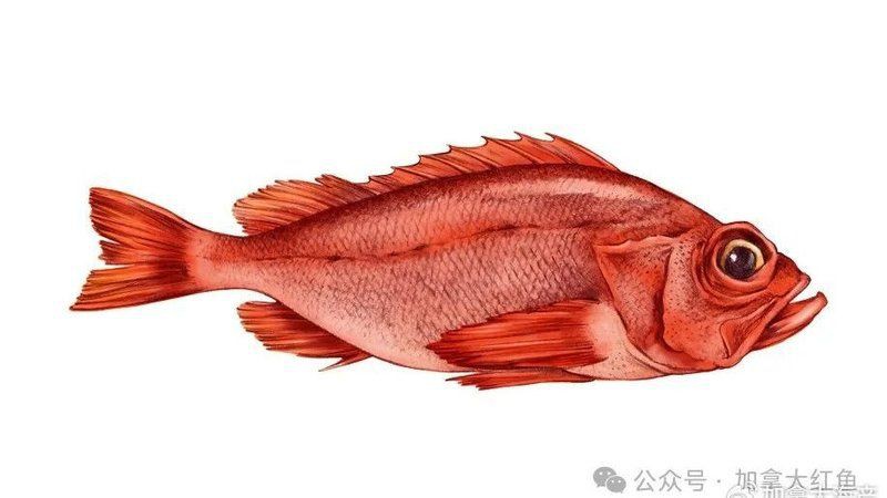 紅魚(yú)圖片大全大圖，加拿大紅魚(yú)圖片大全大圖生成的摘要：美國(guó)紅魚(yú)（擬石首魚(yú)）