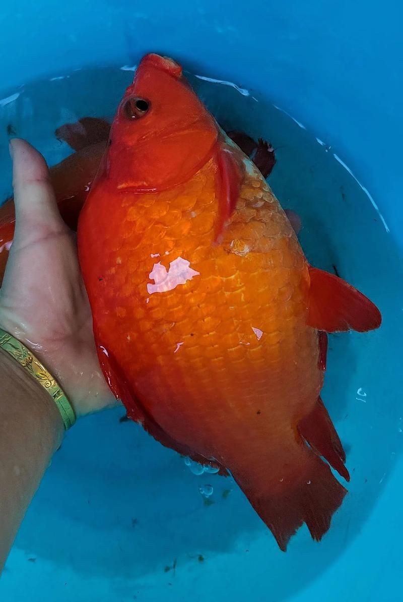 紅魚(yú)圖片大全大圖，加拿大紅魚(yú)圖片大全大圖生成的摘要：美國(guó)紅魚(yú)（擬石首魚(yú)）