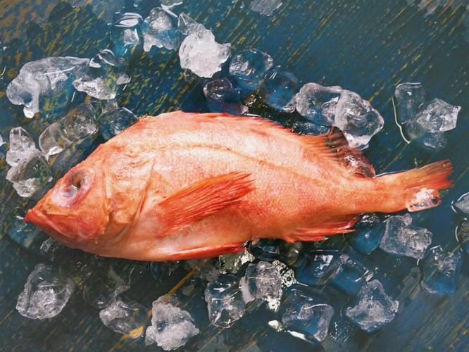 紅魚(yú)圖片大全大圖，加拿大紅魚(yú)圖片大全大圖生成的摘要：美國(guó)紅魚(yú)（擬石首魚(yú)）