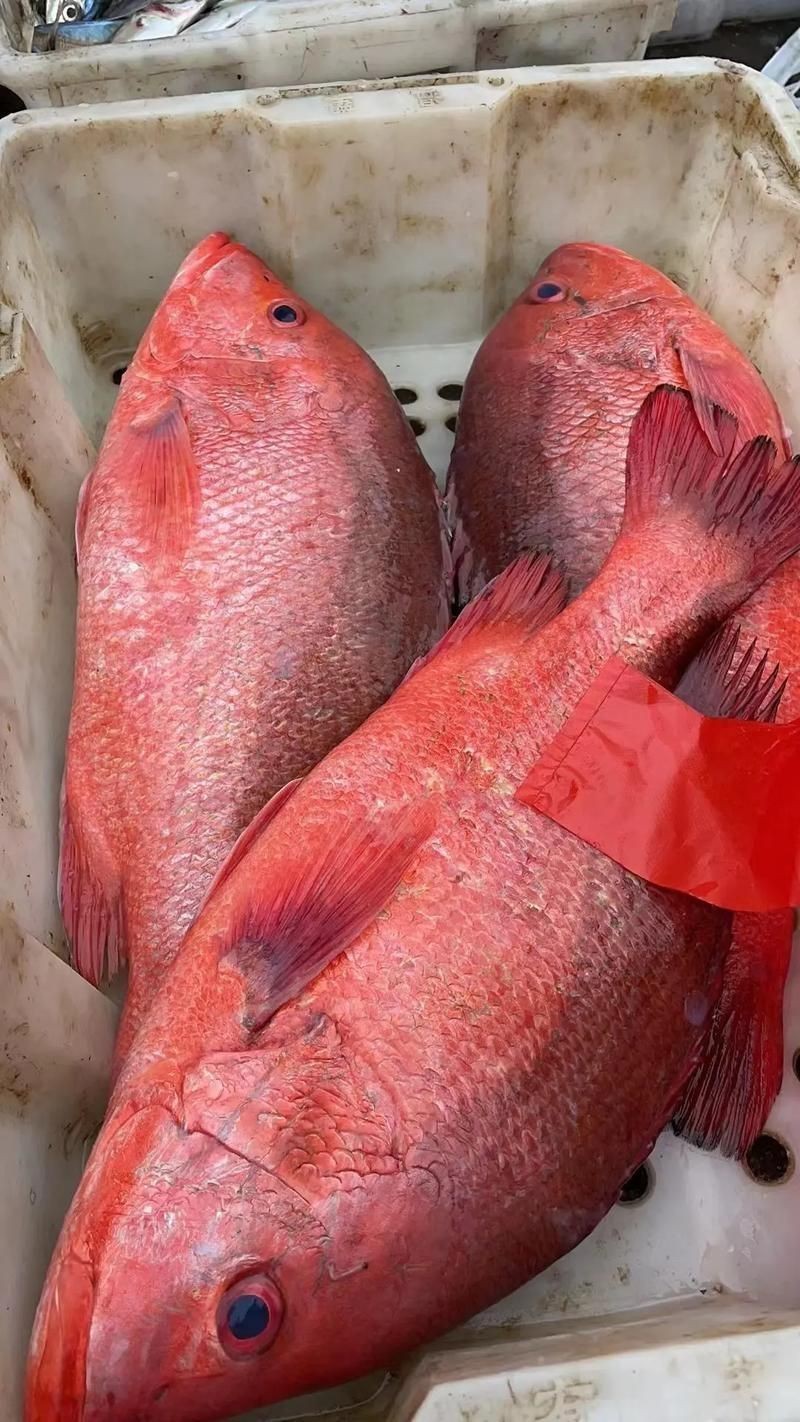 紅魚(yú)圖片大全大圖，加拿大紅魚(yú)圖片大全大圖生成的摘要：美國(guó)紅魚(yú)（擬石首魚(yú)）